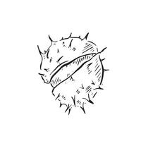 A line drawn conker fallen from a horse chestnut tree. Spiked nature nut drawn by hand and vectorised. vector