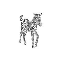 A baby zebra drawing in black and white. Sketch doodle illustration. vector