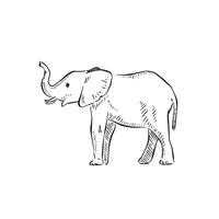 Side profile elephant in black and white line drawing. vector