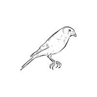 A goldfinch drawn by hand in black and white. Bird. Side profile small bird. vector