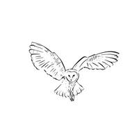 A line drawn flying owl in black and white. Drawn by hand with wings open, hunting for prey. Bird vector