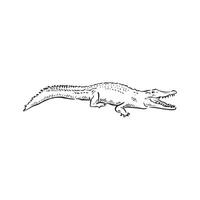 A line drawn crocodile in black and white sketch style. vector
