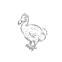 A line drawn dodo. An extinct flightless bird , drawn by hand in black and white. These birds lived in Mauritius and went extinct in the 1600's. vector