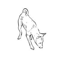 A podengo dog sniffing the floor to the right. Black and white hand drawn illustration vectorised in a rough sketch style. vector