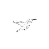 A hummingbird illustration, side profile in black and white and as a . Drawn by hand in line. Bird drawing. vector