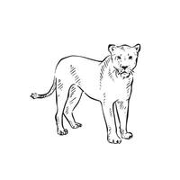 A lioness drawing in black and white line. vector