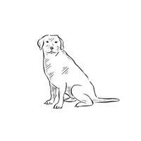 A labrador sitting and facing left. A drawing in black and white drawing of a dog, side profile and drawn by hand. Canine furry. vector