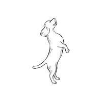 A hound beagle dog on its hind legs facing left. Hand drawn in black and vectorised for a variety of uses. vector