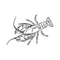 A hand drawn crayfish in black and white. An aerial view in a sketch style, vectorised for a variety of uses including menus and logos. vector