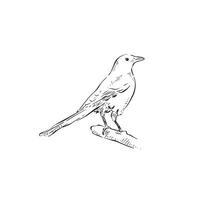 A black and white hand drawn magpie standing on a branch. Side profile of a bird facing right. Bird. vector
