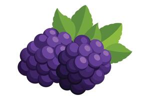 Fresh Purple Grapes Cluster with Green Leaves Isolated on vector