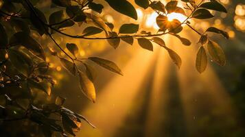 Sunlight filtering through leaves, creating a serene and peaceful atmosphere in nature photo