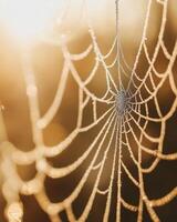 A close-up of a dewy spider web shimmering in sunlight photo