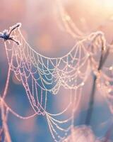 A delicate spiderweb adorned with frost, glistening in soft morning light photo