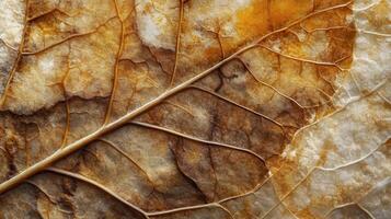 Close-up of a dried leaf showcasing intricate veins and textures photo