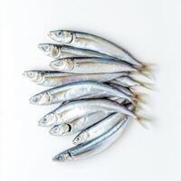 A collection of fresh fish arranged neatly on a white background. photo