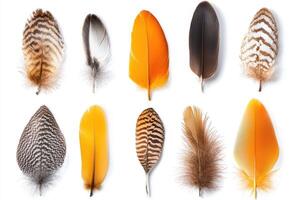 A collection of colorful feathers arranged in a grid pattern showcasing various textures photo