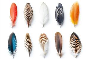 A collection of colorful feathers arranged in a grid pattern photo