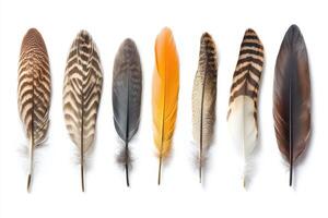 A collection of colorful feathers arranged in a row, showcasing various patterns and textures photo