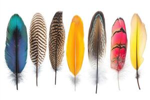 A vibrant collection of colorful feathers arranged in a line against a white background. photo