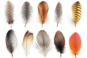 A collection of colorful bird feathers showcasing various patterns and textures photo