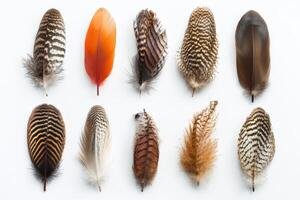 A collection of colorful feathers arranged in a grid for artistic display. photo