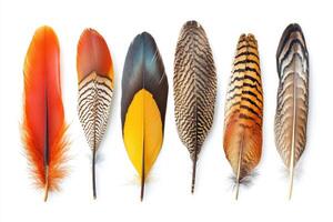 A collection of colorful feathers arranged in a row against a white background photo