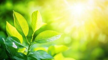 Bright green leaves illuminated by sunlight, creating a serene and vibrant atmosphere photo