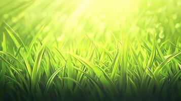 Lush green grass illuminated by soft sunlight, creating a serene and natural atmosphere. photo