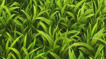 A close-up view of lush green grass, showcasing its vibrant texture and color photo