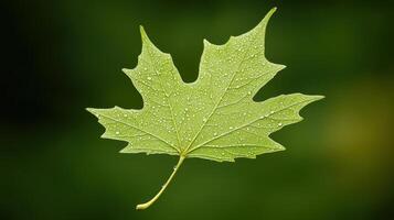 A close-up of a green leaf with water droplets, emphasizing nature's beauty photo