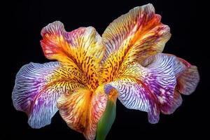 A vibrant close-up of a multicolored flower with intricate patterns and textures photo