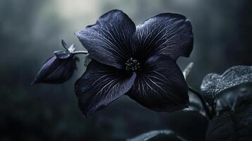 A close-up of a dark flower with intricate details against a muted background photo