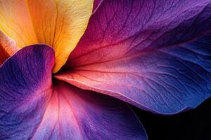 A close-up view of a vibrant flower petal showcasing intricate textures and colors photo