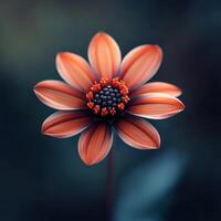 A beautifully detailed flower with vibrant orange petals and a dark background photo