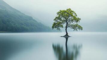 A solitary tree stands in calm water, surrounded by misty mountains, creating a serene landscape. photo