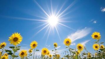 A vibrant field of sunflowers under a bright blue sky with sun rays shining. photo