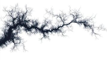 A fractal-like pattern resembling branches or veins on a white background. photo