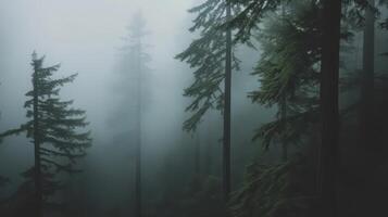 A misty forest scene with tall trees shrouded in fog, creating a mysterious atmosphere photo