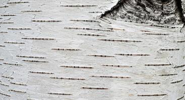 Sleek Birch Bark Texture with White and Gray Hues and Fine Horizontal Lines photo