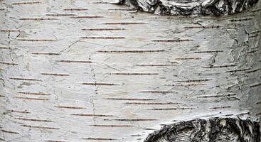 Polished Birch Tree Bark with Light and Dark Gray Shades and Subtle Stripes photo