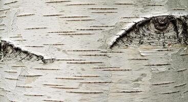 Refined Birch Outer Layer with Varied Gray Tones and Delicate Horizontal Marks photo
