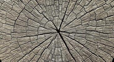 Fractured Elm Tree Stump with Jagged Edges and Prominent Ring Patterns photo