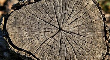 Jagged Elm Wood Piece with Sharp Edges and Distinct Annual Ring Design photo