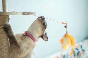 Siamese cat playing with a cat toy on a cat tree. photo