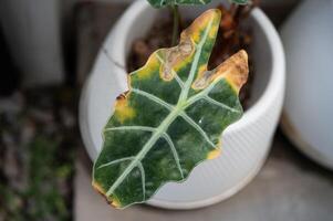 Alocasia amazonica Polly plants with leaf blight disease. Yellowing foliage is one of the most common signs of this issue such as overwatered. photo