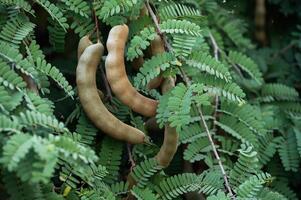 Tamarinds growing on tree. This fruit contains a high amount of potassium which might help with blood pressure and heart rate. photo