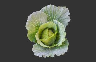 Isolated head of green cabbage on dark background with clipping paths. photo