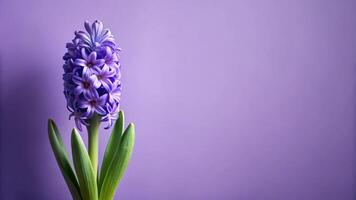 A purple hyacinth flower is shown in front of a purple background photo