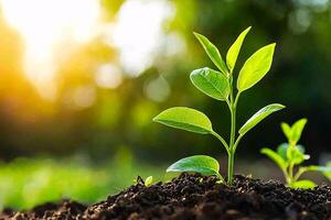 Fresh green leaves sprout on tree branches, a sign of new beginnings with soft sunlight filtering through photo